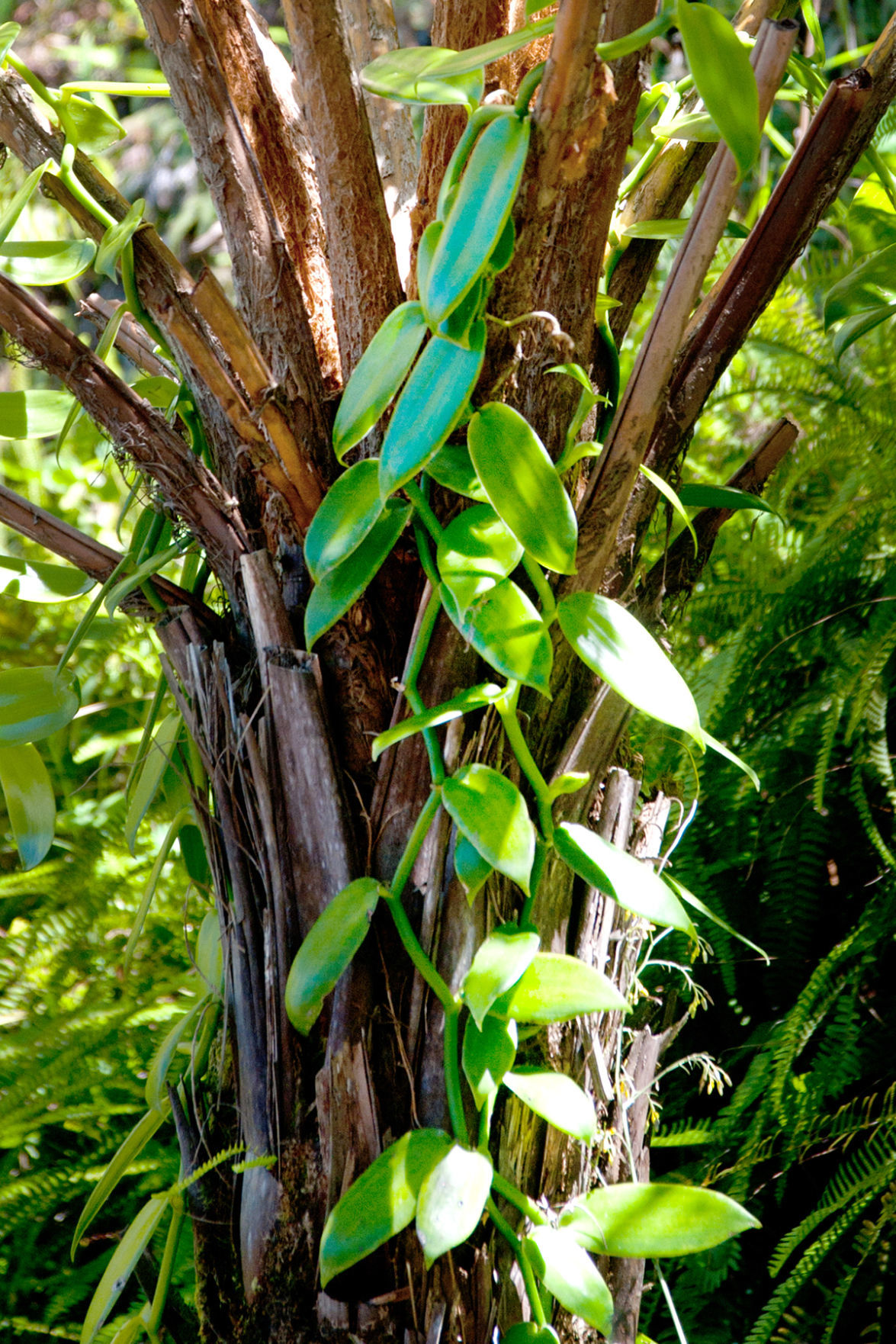 Vanilla orchid
